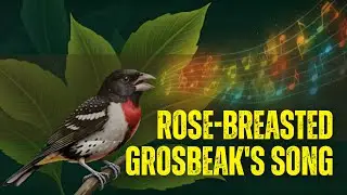 The Science Behind The Rose-breasted Grosbeak's Song