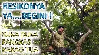CARA PANGKAS BERAT POHON KAKAO TUA, BUTUH TENAGA EKSTRA DAN BANYAK RESIKONYA