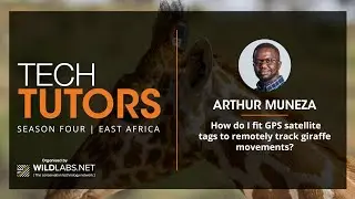 Arthur Muneza: How do I fit GPS satellite tags to remotely track giraffe movements?