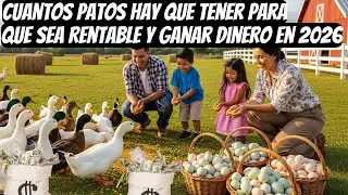 cuantos patos hay que tener para que sea rentable y ganar dinero en 2026