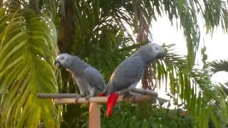 Mijn rood staart papegaaien zijn blij ze fluiten