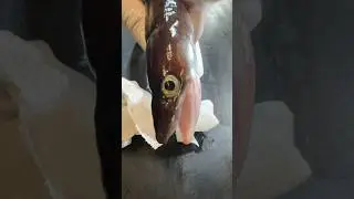 黒アナゴを釣ったんだ