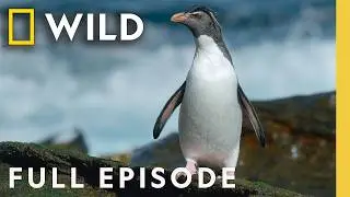 Home at the End of the Earth (Full Episode) | Incredible Animal Journeys | Nat Geo Animals