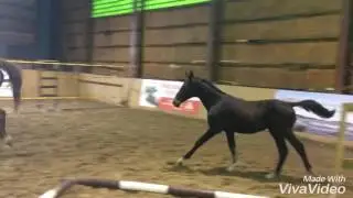 Lankupiai Breeding mares