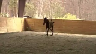 Denzel, 2010 Oldenburg gelding by Donnarweiss/Maudine