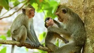 Lovely DeeDee Monkey's Family Be Together, Grooming And Sleep So Warm