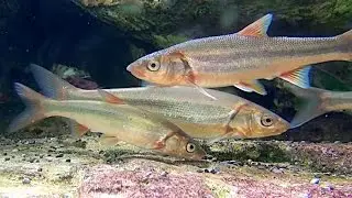 ウグイ   Japanese dace,Freshwater minnow,Big-scaled redfin 　Tribolodon hakonensis