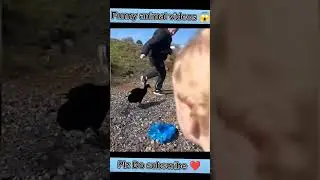 funny duck attack man #shorts #youtubeshorts