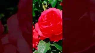 Роза Кордес Kordes