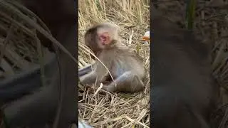 little monkey is try to get cake