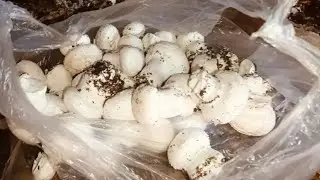Mushroom 🍄🍄🍄 ki kheti 