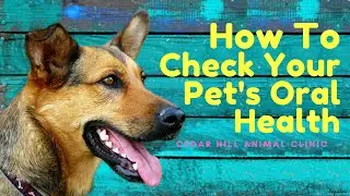 How To Check Your Pet's Oral Health