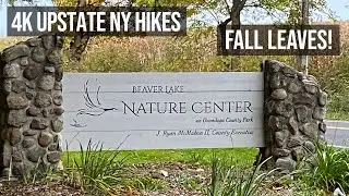 4K Upstate NY Hike - Beaver Lake Nature Center: Fall Leaves on the Lake Loop Trail
