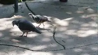 ヒムネバト Luzon Bleeding-heart Pigeon
