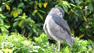 Canon PowerShot SX20 IS Movie (20X, Night Heron)