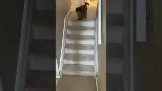 Epic Dog and Cat Chase: Non-stop Action and Cuteness Overload!