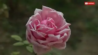 Artistic-Photography | Capturing Nature | The Beauty of Pink Roses