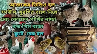 আজকের ভিডিও হল ফাওমি মুরগির বয়স নিয়ে এবং কোয়েল পাখির বাচ্চা কত পিস বাচ্চা ফুটে বের হল 