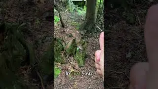 Leave No Trace Principle 6: Respect Wildlife