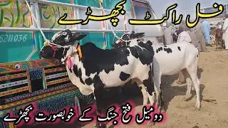 Domail Mandi ky Beautiful Fatehjangi bail ll Dhani bull ll Mandra Mandi mae ll jamil tv