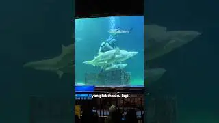 LIHAT BABY SHARK DI TOUCH POOL ATAU FEEDING SHARK DI SHARK AQUARIUM? CUS KE SEA WORLD ANCOL JAKARTA