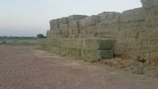 Pakistani Rhodes Grass ( Quality matters ) 00923459735318