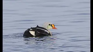 Prachteiderente (King Eider) Kühlungsborn, 13. Februar 2022