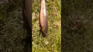 #shorts #fish snakehead murel