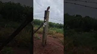 Voc&ecirc; j&aacute; viu uma coruja? #shorts #viral #trending