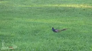 Rheindelta, Gaissau, Naturschutzgebiet- Around The Bodensee CleanUp - Vorarlberg - M&uuml;ll sammeln