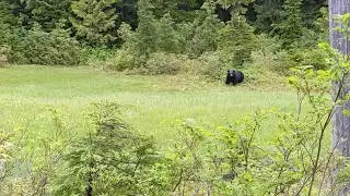 I 90 Lakes Tour. Curious bear in my camp