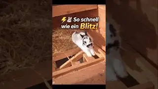 Snoopy so schnewie ein Blitz!! #bunny #rabbit #cute #kaninchen
