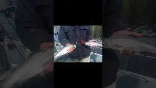 Fishing American Lake - Lakewood, Washington - Trolling Yakima Bait Company Mag Lip 2.5