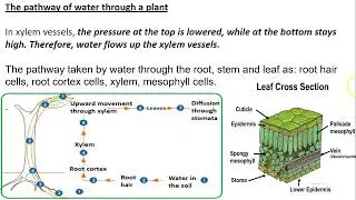8.2 Water uptake