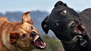 Zain world Tv 1 Funny Dogs Playing With Water￼training dog water forever