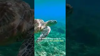 [Animal Dictionary] What's interesting about Turtle!#Turtle#pet