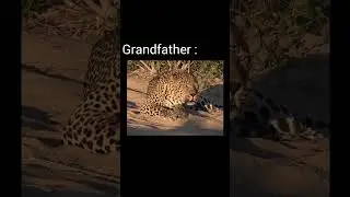 Big cat roar family version #viralvideo #youtubeshorts