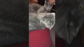 Katze Bruder legte seinen Kopf auf den Steintisch, w&auml;re es nicht zu hart?  Soll ich es weghalten? 🧐