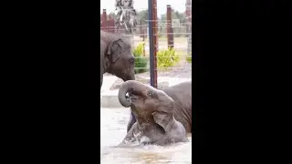 Mood Booster: Watch these Aussie elephants live their best summer life.