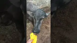 Unbelievable: Duggu Refusing to Eat Aam 🤭 #shorts #buffalo #animals