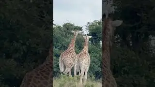Wildlife moments - beautiful African giraffes #giraffe #shorts #wildlife #wildanimals