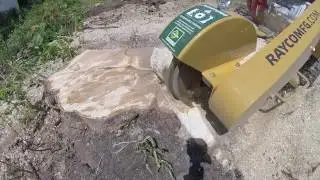 Wurzelstockfr&auml;sen Hartholz - Rayco RG13 Serie 2
