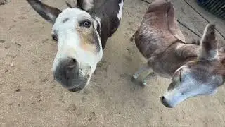 Oliver Escapes His Pen And Confuses The Donkeys! | The MOVIE