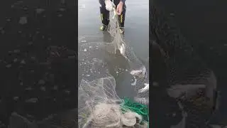 👉👍🦈Satisfy net fishing video, traditional net fishing video, Fishing,fish,