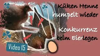 Hühner 15 🐥😢 Kükin humpelt schon wieder 🥚🐔💥🐔🥚 Probleme & Konkurrenz beim Eierlegen in Legenestern