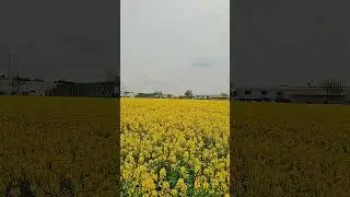 АПРЕЛЬ В ГЕРМАНИИ. РАПСОВЫЕ ПОЛЯ.