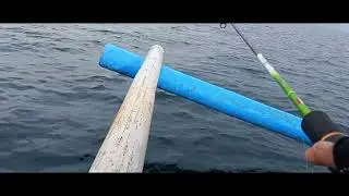 IKAN ASSSSSUUUU DI LAUT MUNCAR#fishing #mancing #mancingmania 