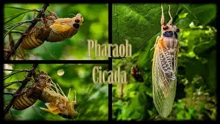 Pharaoh Cicada | Cicadas | Locusts #shorts #cicada #locust #cutecritters #bytesizeambs #truebug