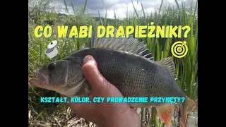 Przygody Jerzyka Wędkarza Odc. 10  Co wabi drapieżniki?