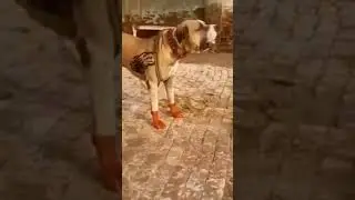 👹👹👹 #bullybreed #bully #pak #indian  #bully kutta  👾👾👾